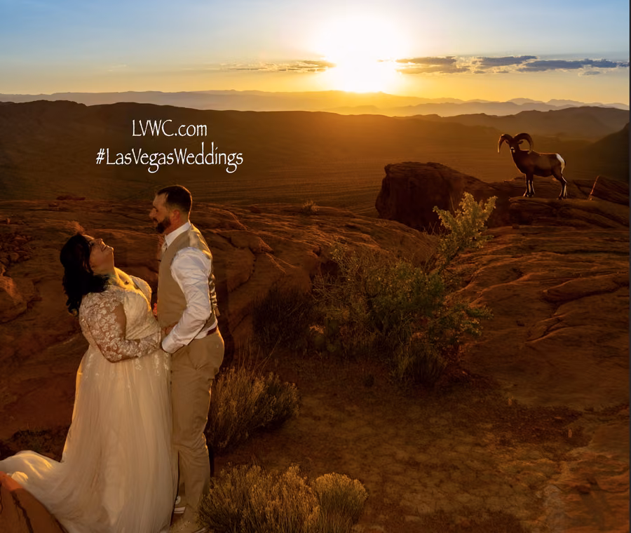 Newlyweds watching sunset with desert bighorn sheep at Valley of Fire State Park